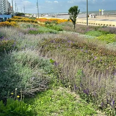 Sunshine, Zeedijk 335 , Studio, Nieuw Westende Bad מידלקרק