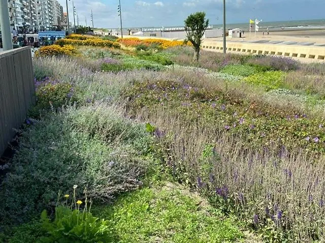 Sunshine, Zeedijk 335 , Studio, Nieuw Westende Bad Middelkerke